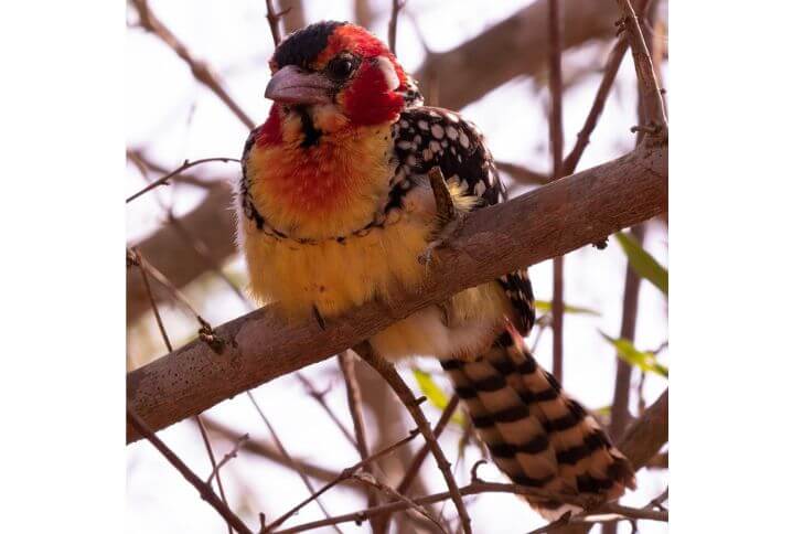  Red and yellow barbet