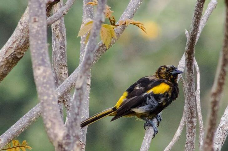 black birds with yellow on wings 