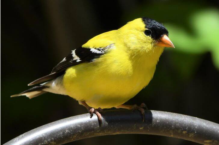 yellow bellied birds 
