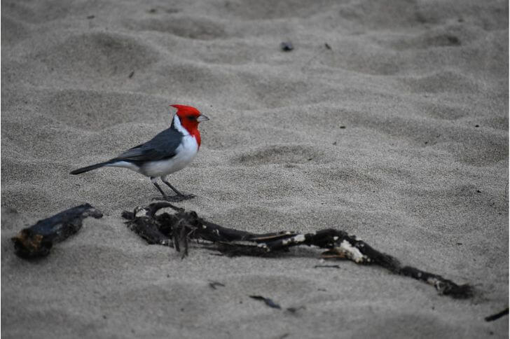 Hawaiian birds with red heads 