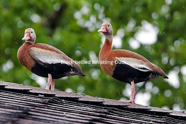  Black-bellied Whistling-Duck