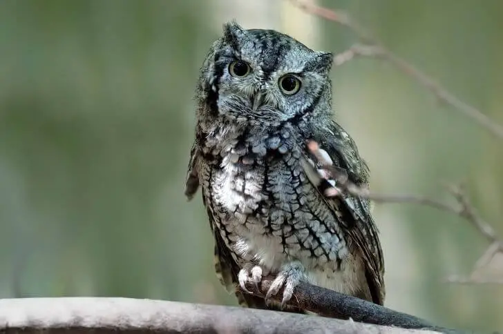  Eastern-screech Owl