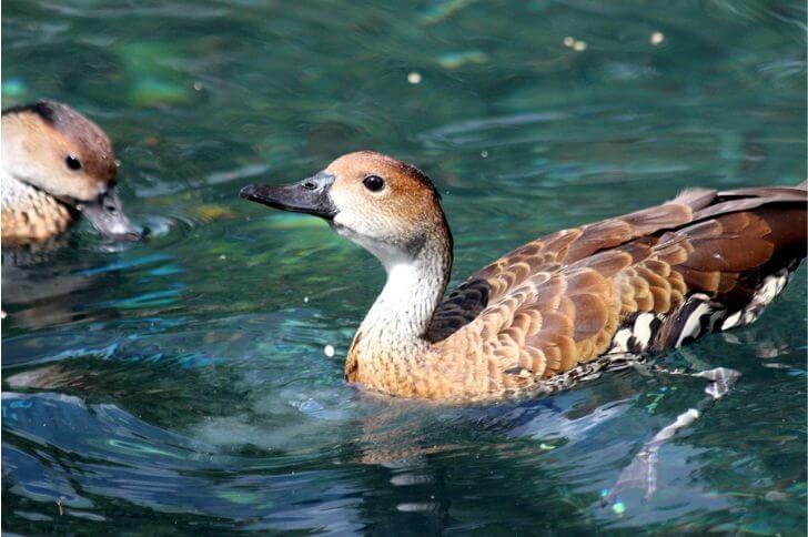  Fulvous Whistling-Duck