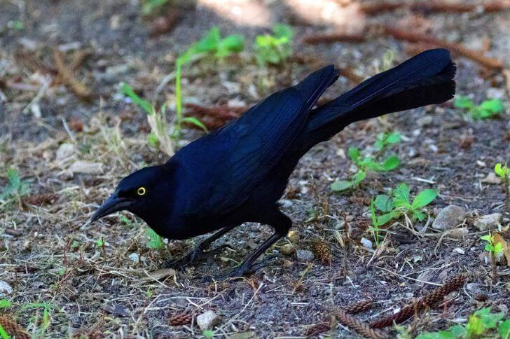 great tailed grackle