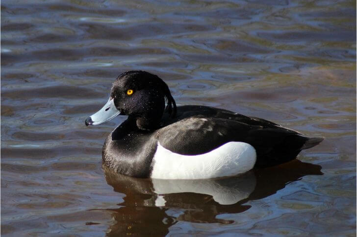  Tufted duck