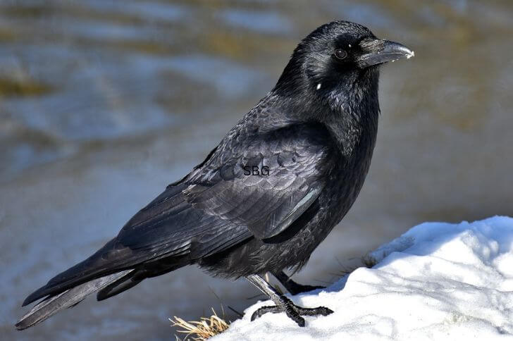  Common raven