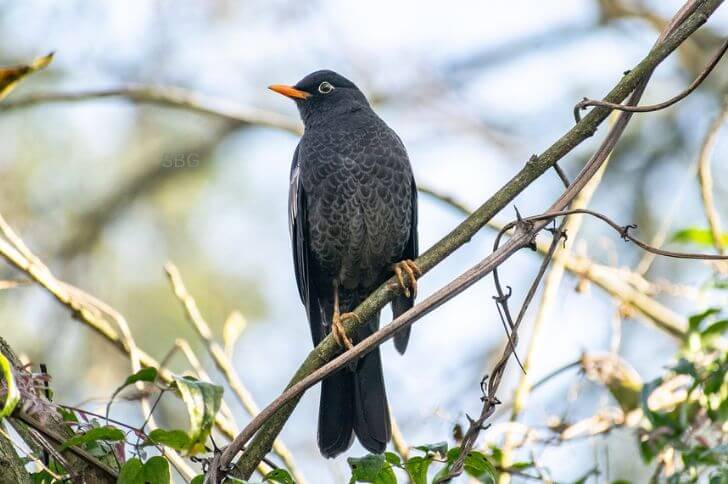  Grey-winged blackbird