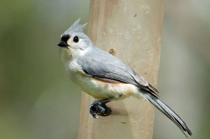 Tufted titmouse 