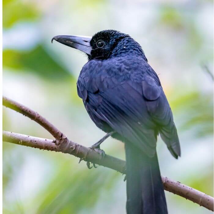 black butcherbird