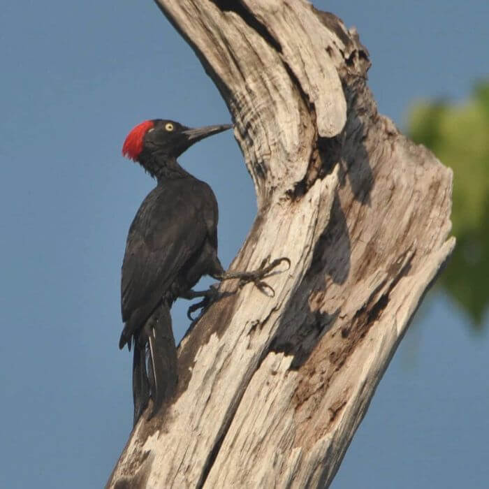 Andaman Woodpecker