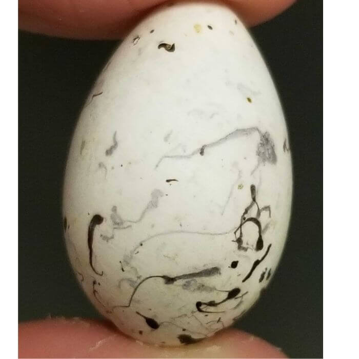 Baltimore Oriole Eggs