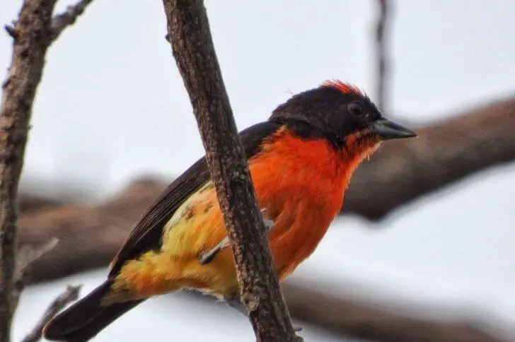 Crimson-breasted Finch