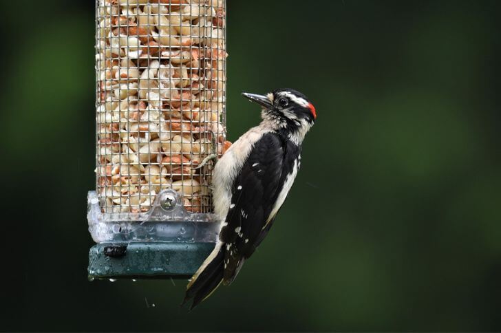  Downy Woodpecker