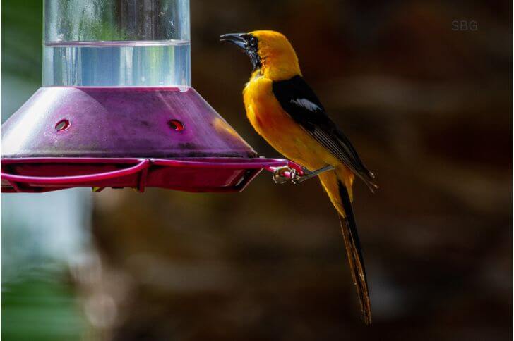  Hooded Orioles