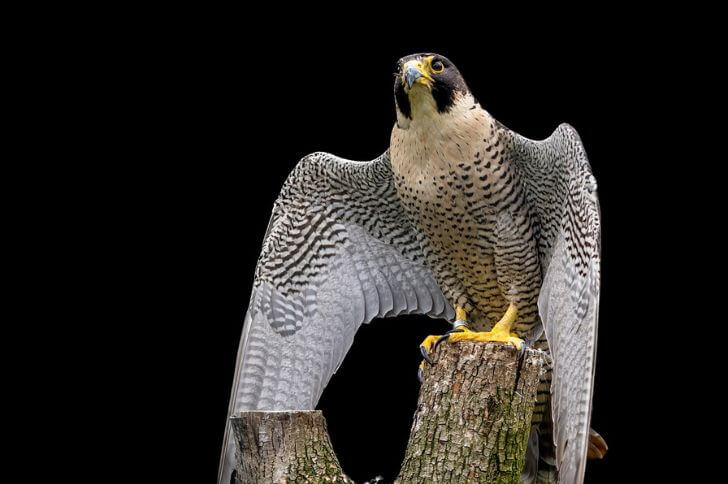 Peregrine Falcon