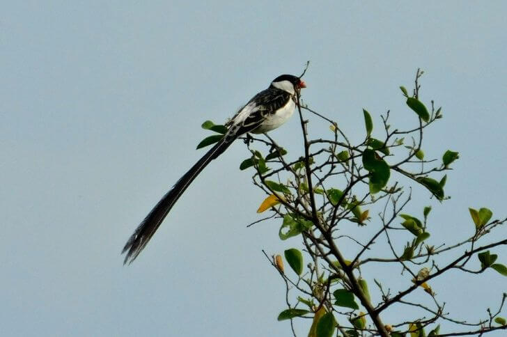  Pin-tailed whydah