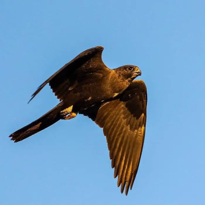 black falcon